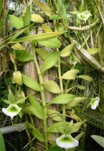 angraecum-eiclerianum.jpg