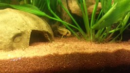 Femmina Apisto Cacatuoides con avanotti 1.jpg