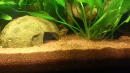 Femmina Apisto Cacatuoides con avanotti 2.jpg