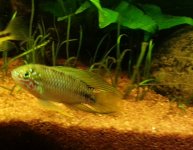 Apistogramma Sp. Opal (maschio).jpg