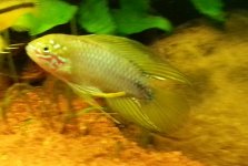 Apistogramma Sp. Opal (maschio) -2.jpg