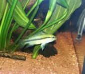 Apistogramma Sp. Opal (femmina) -3.jpg