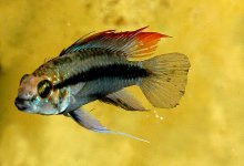 Apistogramma trifasciata m.jpg