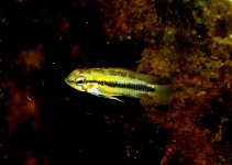 Apistogramma trifasciata f.jpg