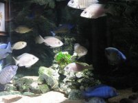 Acquario 5 047.jpg