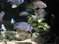 Acquario 5 048.jpg