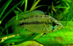 Femmina Apistogramma.JPG