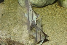 Pterophyllum sp. Rio Nanay.jpg