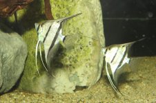 Pterophyllum sp. Rio Nanay - 2.jpg