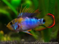 apistogramma-baenschi-male-colore.jpg