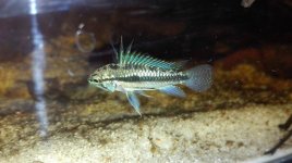 Apistogramma trifasciata in riproduzione.jpg