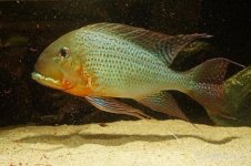 as_geophagus_altifrons_tocantins01.jpg