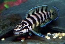 julidochromis_gombi.jpg