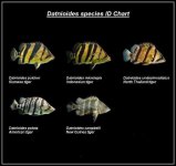 Datnoid species chart.jpg