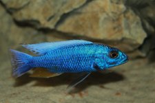 Sciaenochromis fryeri likoma Nicolosi.jpg