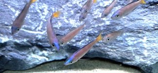 Cyprichromis leptosoma Mpulungu Savun Deap.jpg