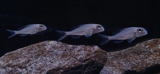 Xenotilapia ornatipinnis Savun Deap.jpg