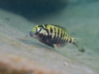 Pseudosimochromis babaulti Sibwesa maschio Enea Parimbelli.jpg