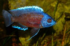 Copadichromis borley Kadango pc.JPG