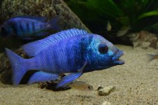 Placidochromis gisseli pc.JPG