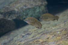 Eretmodus cyanostictus - coppia a kalyesa bay Enea Parimbelli.jpg