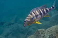 Boulengerochromis microlepis a Kitango Enea Parimbelli.jpg