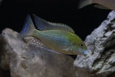 Tramitiochromis intermedius Kambiri Point Picciolo.jpg