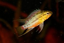 Apistogramma hongsloi Picciolo.jpg