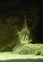 Pterophyllum A. 1.jpg