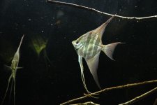 Pterophyllum A..jpg