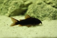 corydoras black V.jpg