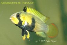 apistogramma_panduro_f_erik-olson_thekrib.jpg