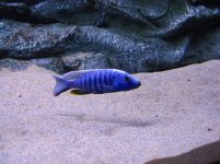 Acquario 079.jpg