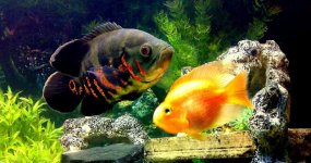 Astronotus Ocellatus Red Tiger con Red Parrot maschio.jpg