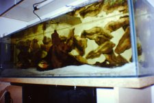 Fishroom 009.jpg