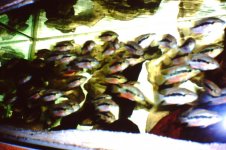 Fishroom 016.jpg