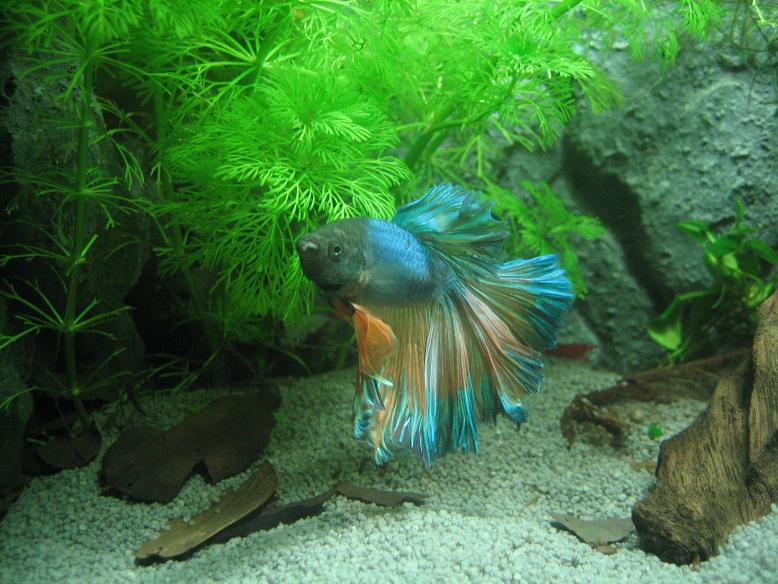 2012118235825_betta.jpg