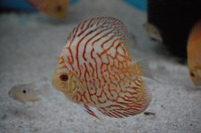 Discus.jpg