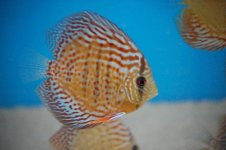 Discus2.jpg