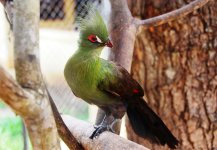 DSC_0174 - Turaco verde.JPG