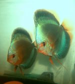 Discus Blu scorpion Solid di Dl discus farm di lampredi denis.JPG