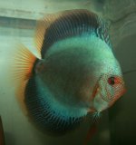 Discus Snake skin Blu solid di lampredi denis.JPG