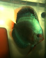 Discus Blu scorpion solid blue di Dl discus farm di lampredi denis.JPG