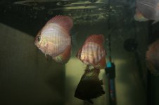 Discus Solid Snake Skin Blu di DL Discus Farm di lampredi denis.JPG