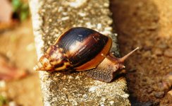 DSC_0191 - Parco di Azagny, forse Achatina fulica.JPG