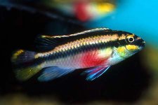 Pelvicachromis pulcher (Kribensis) — Seriously Fish.jpg