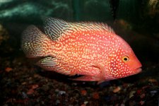 RedTexasCichlid1.jpg