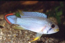 Apistogramma panduro.jpg