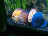 discus.jpg