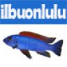 ilbuonlulu